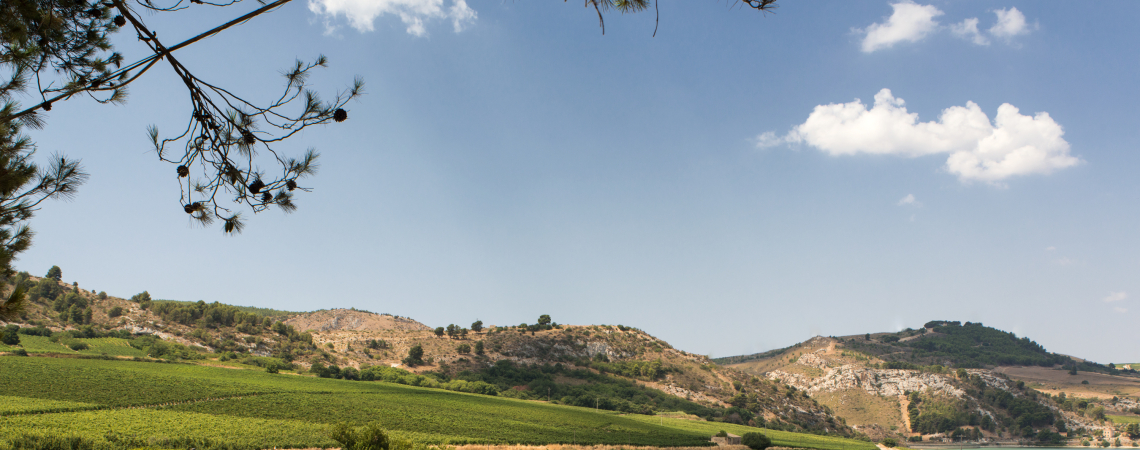 Mittelmeer-Landschaft mit Weinbergen, Olivenbäumen und sanften Hügeln unter klarem Himmel.